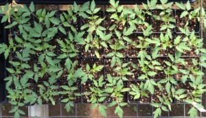 TomatoFlat01
