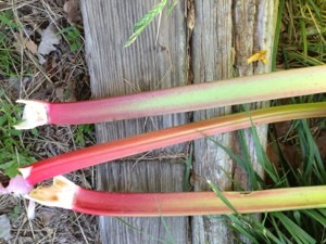 Rhubarb Stalks