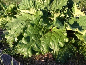 Rhubarb Plant