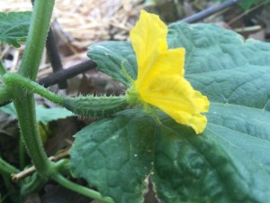 Cucumbers