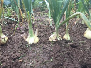 Onions
