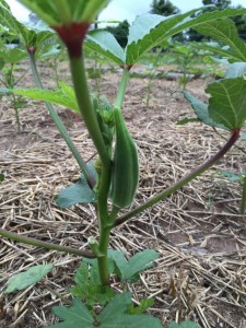 Okra