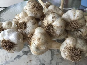 Elephant Garlic