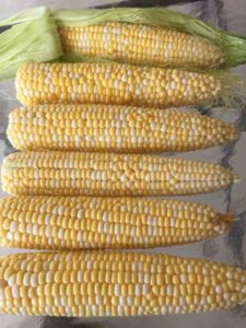 Sweet Corn Is Ready!