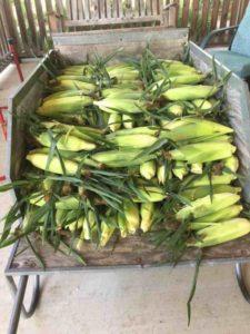 Sweet Corn