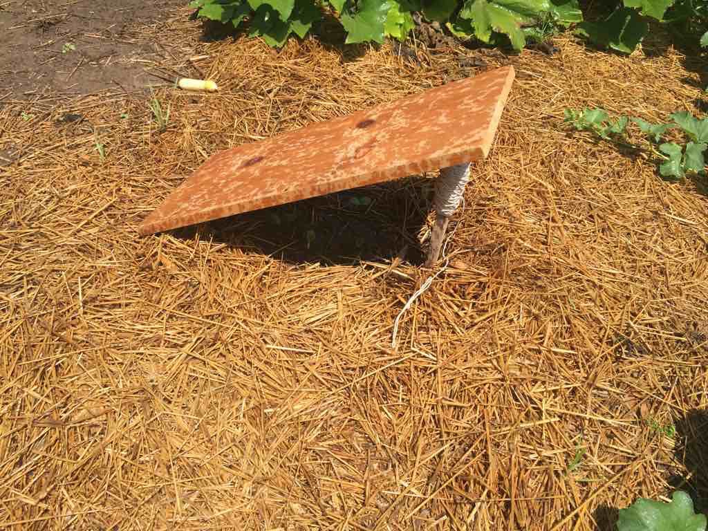 Shade for the new seed bed.