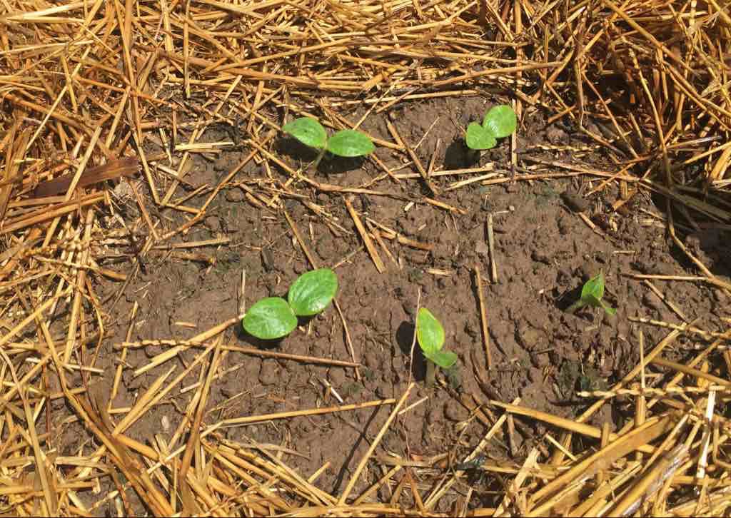 Newly emerged Squash in mid summer