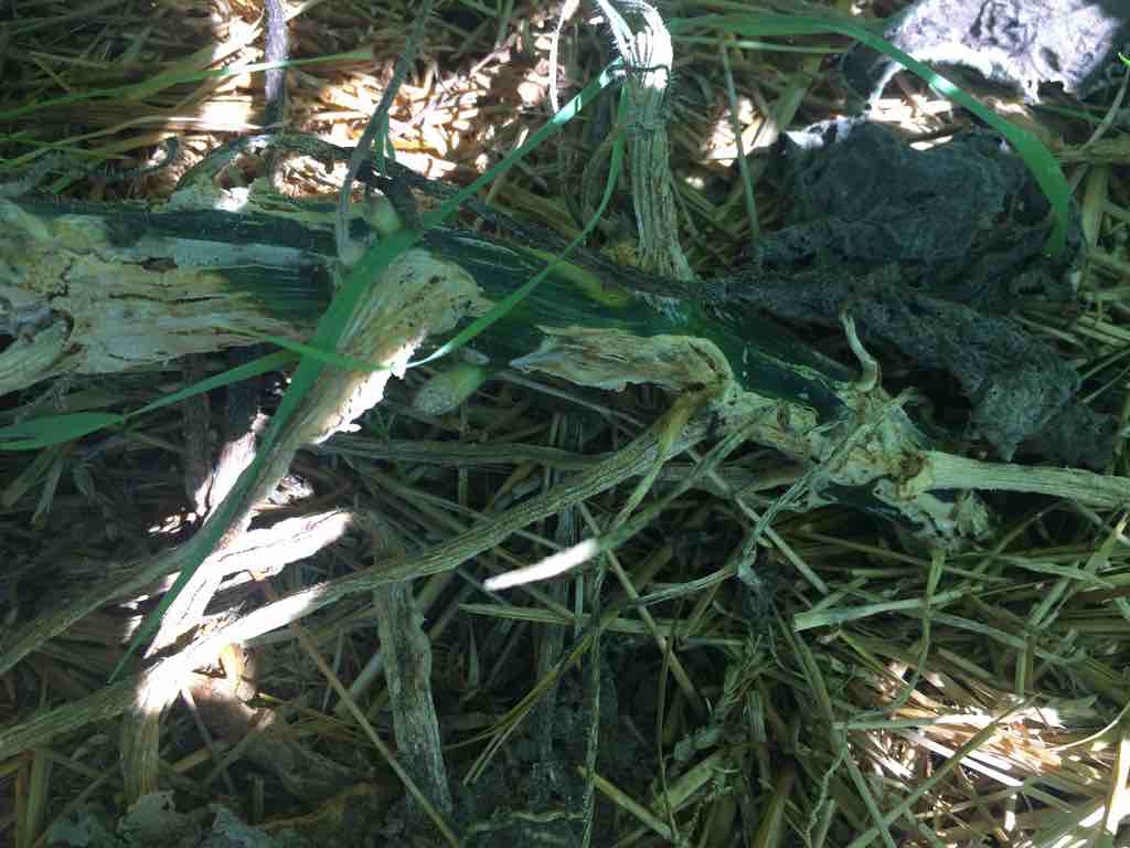 Squash Vine Borer damage
