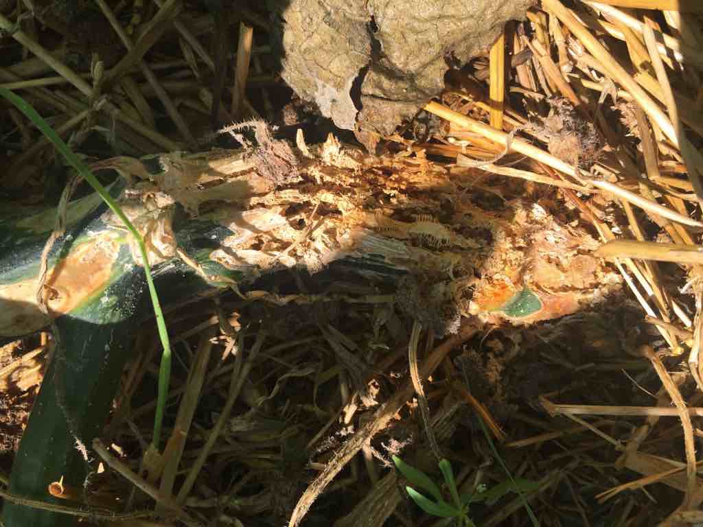 Squash Vine Borer damage