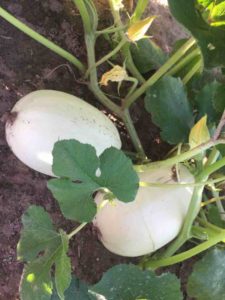 Spaghetti Squash