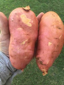 Freshly Dug Sweet Potatoes