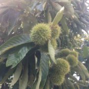 Green Chestnuts in the Tree