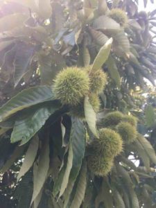 Green Chestnuts in the Tree