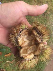 Chestnut Burr