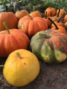 Pumpkins