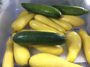 Yellow and Zucchini Squash