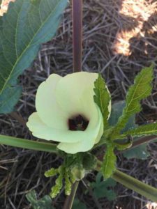 Okra Blossom