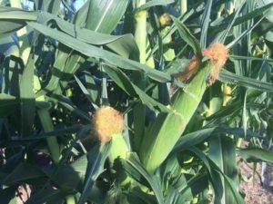 Sweet Corn, 2018