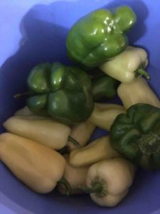 Bell and Gypsy Peppers