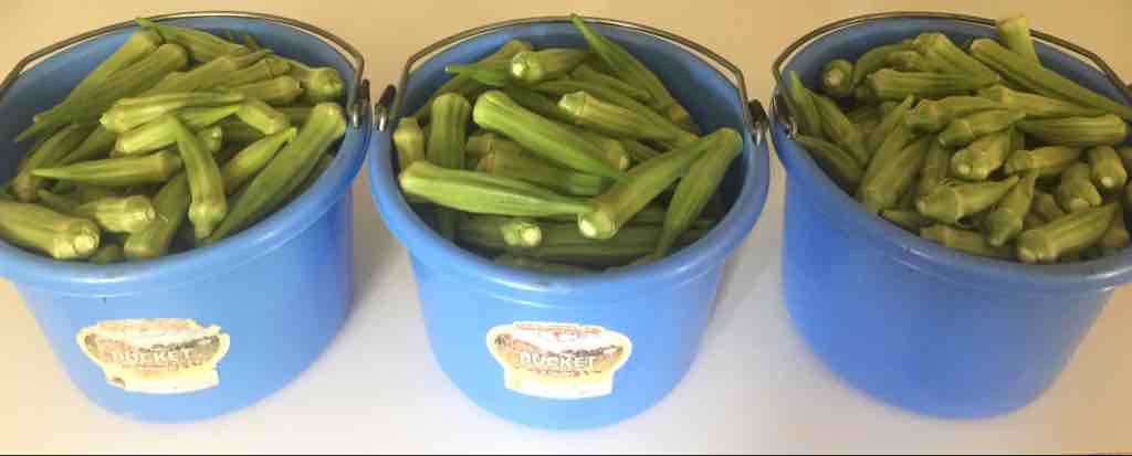 Okra: a Three Bucket Day