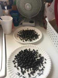 Inoculated Peas Drying