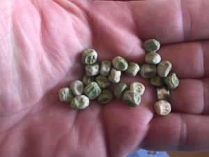 Pea Seeds