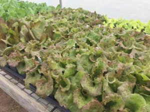 Lettuce
