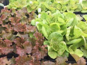 Lettuce
