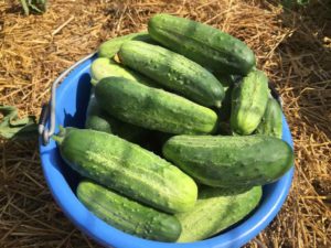 Pickling Cucumbers